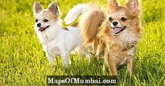 Chihuahuas को बारे मा 10 रमाईलो तथ्य