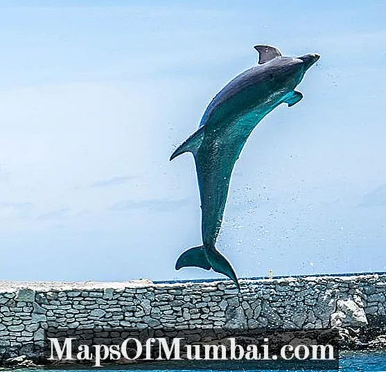 Eziokwu 10 na -atọ ụtọ banyere dolphins