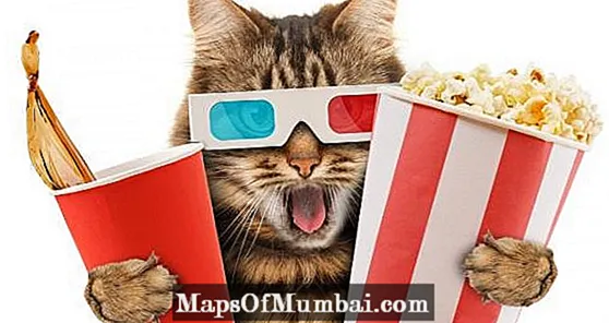 10 kucing film terkenal - nama dan film