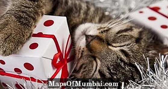 10 nagyon eredeti karácsonyi ajándék macskáknak