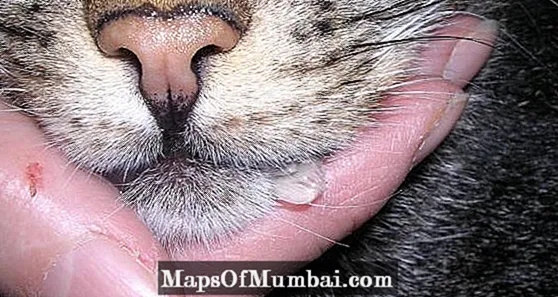 10 نشانه درد در گربه ها