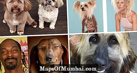 15 koiraa, joilla on ihmisen kasvot