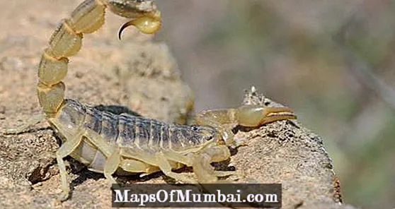 15 rodzajów skorpionów