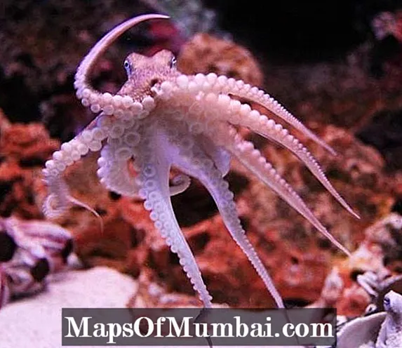 20 jautri fakti par astoņkājiem, pamatojoties uz zinātniskiem pētījumiem