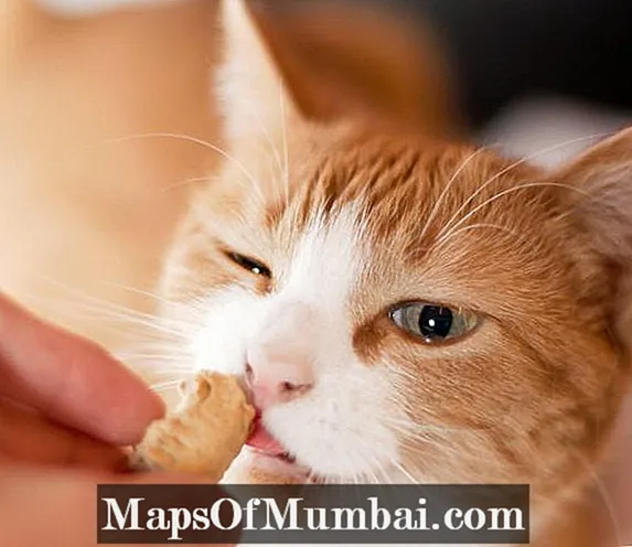 3 Cat Snack ချက်ပြုတ်နည်းများ