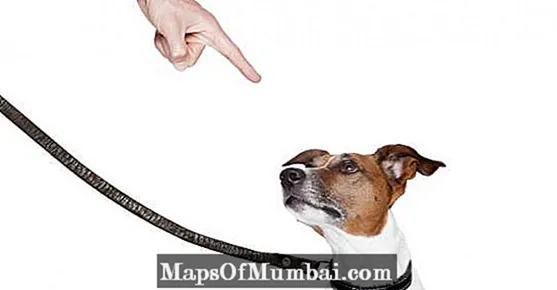 5 uobičajenih grešaka pri gnječenju psa