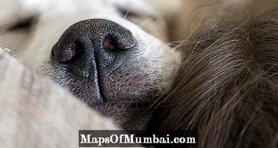 6 λόγοι για τους οποίους ο σκύλος σας κοιμάται μαζί σας