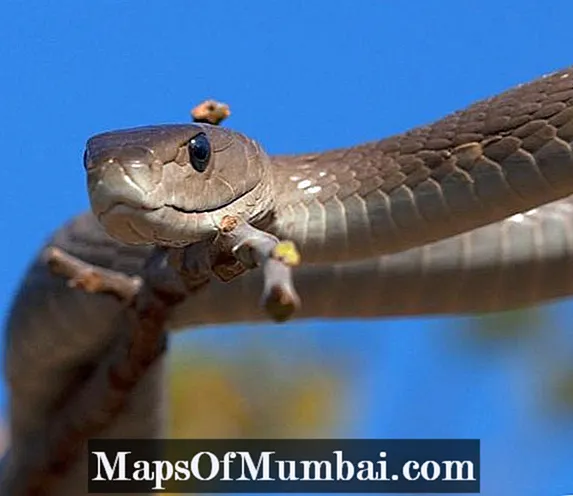 A Mamba Negra, a serpe máis velenosa de África