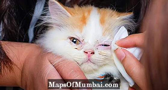 Επιπεφυκίτιδα σε γάτες - αιτίες και συμπτώματα