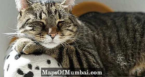 Πυρετός στις γάτες - αιτίες και συμπτώματα