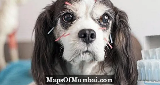 Akupunktur för hundar