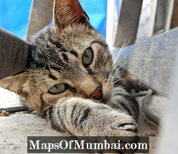 Pagalbos katėms - užsikrėtimas, simptomai ir gydymas