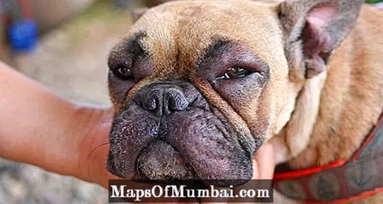 Matallergi hos hundar: symptom och behandling