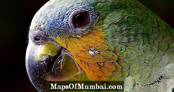 Förbjuden mat för papegojor