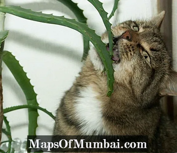 Aloe vera för katter med leukemi