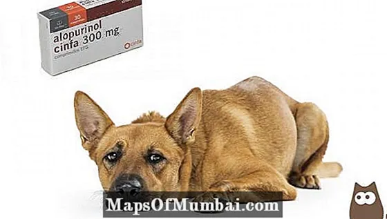 آلوپورینول برای سگ: دوز و عوارض جانبی