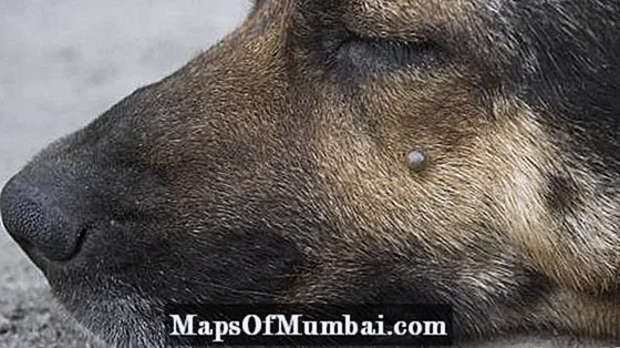 Canine Anaplasmosis - Белгилери жана дарылоо