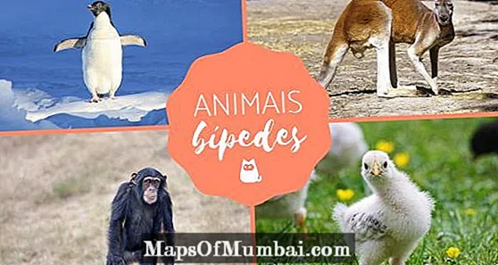 Bipedal Animals - Zitsanzo ndi Makhalidwe