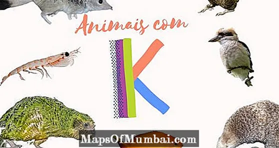 K ile Hayvanlar - Portekizce ve İngilizce türlerin isimleri