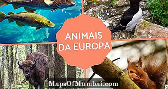 Животные из Европы