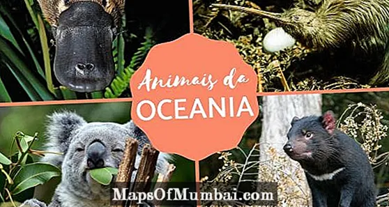 Oceania မှတိရစ္ဆာန်များ