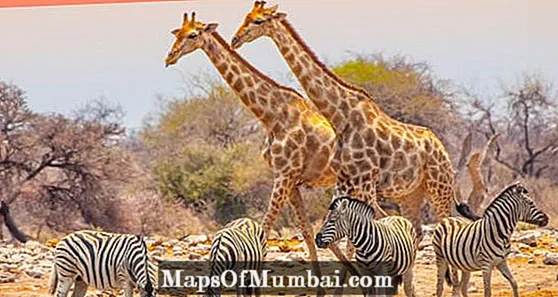 Тварини Африки - особливості, дрібниці та фотографії