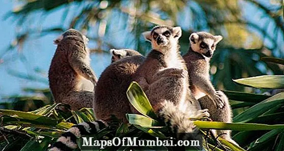Madagaskar Déieren
