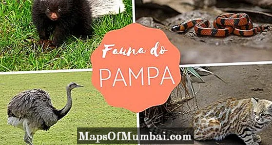 Anụmanụ Pampa: nnụnụ, mammals, amphibians na ihe na -akpụ akpụ