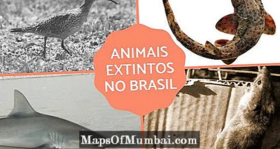 Animali estinti in Brasile