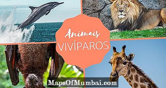 Živé zvieratá - príklady a charakteristiky
