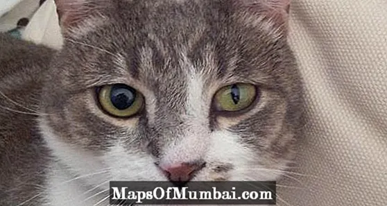 Anisocoria in cats, causas, signa: EXPLORATIO et Treatment