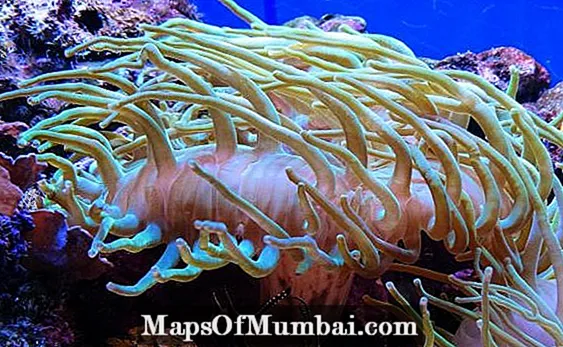 Anemona de mar: característiques generals