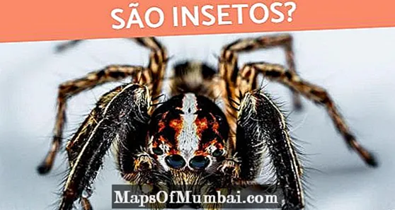 ¿Es una araña un insecto?