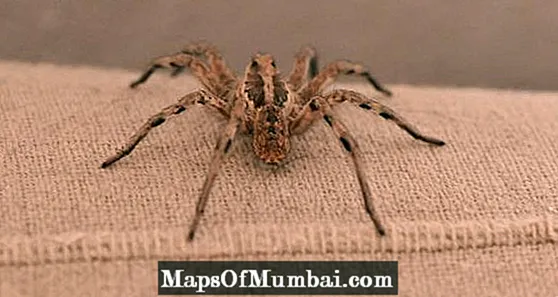 브라질에서 가장 독이 많은 거미