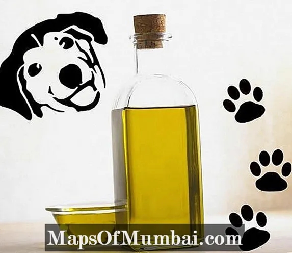 Olio d'oliva per cani - Usi e benefici