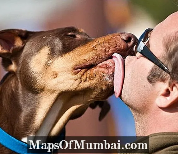 Czy całowanie psa jest złe?