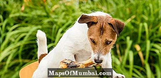 Manfaat Makanan Anjing Buatan Sendiri