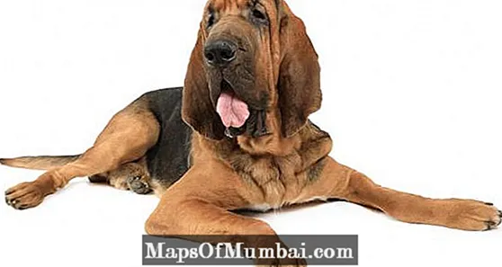 Bloodhound poʻo Hound-of-Saint-Humbert