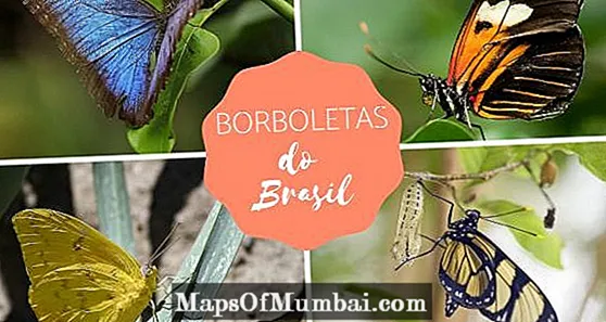 Brasiliaanse vlinders: name, kenmerke en foto's