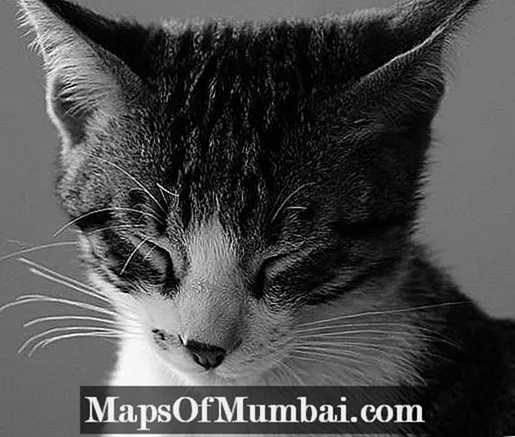 Bordetella en gats: símptomes i tractament