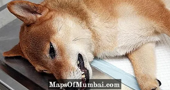 Botulizmas šunims: simptomai, diagnozė ir gydymas