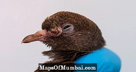 Iwi avian: maimoatanga, tohumate me te hopohopo