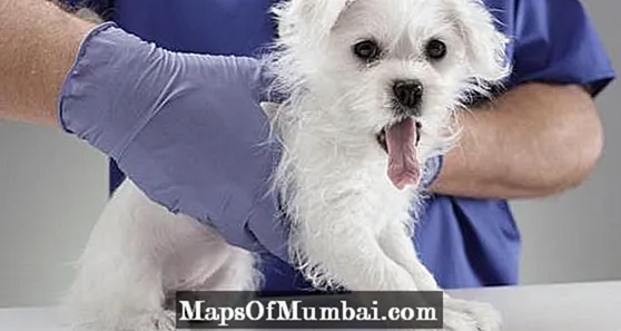 Собака з фіолетовим язиком - причини і що робити