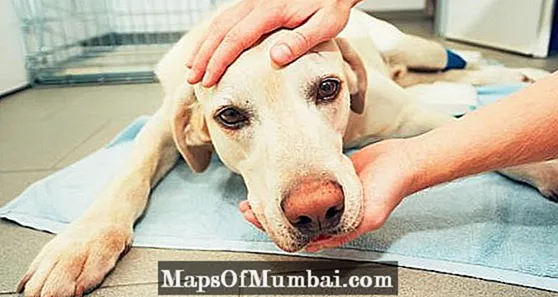 Пас са крвавом дијарејом: узроци и лечење