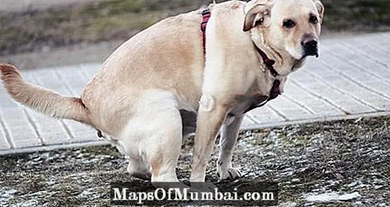 Собака з діареєю: види, симптоми та лікування