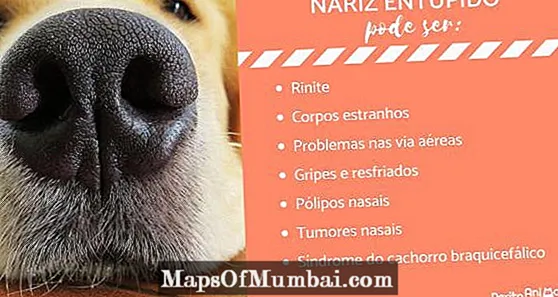 Hond met 'n toe neus: oorsake en behandelings