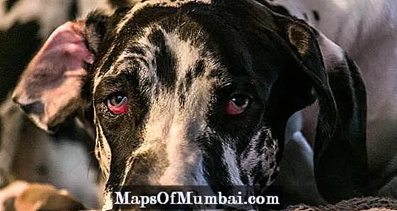 Кученце с подпухнали очи: причини и лечение