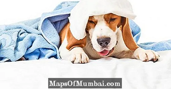Куче с кашлица - симптоми, причини и лечение