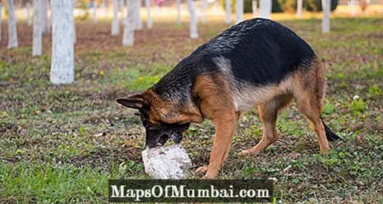 Câine care mănâncă piatră: cauze și ce trebuie făcut