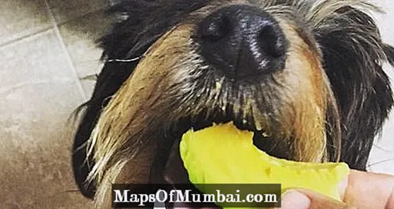 犬はアボカドを食べることができますか？